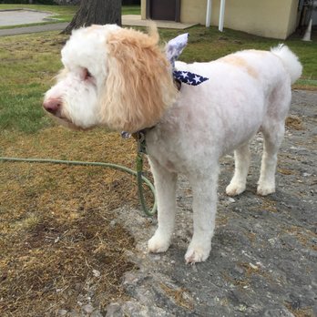 Doggone-It - Pet Groomers Near Me - Newton, Massachusetts
