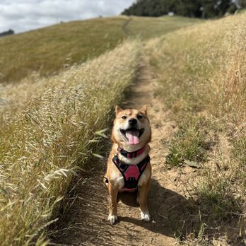 Good Samaritan Veterinary Hospital - Veterinarians Near Me - San Leandro, California Good Samaritan Veterinary Hospital - Veterinarians Near Me - San Leandro, California