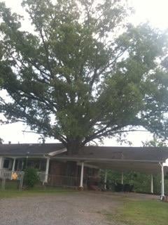 DUNLAP TREE & LAND SERVICES - Updated September 2025 - 11 Photos ...