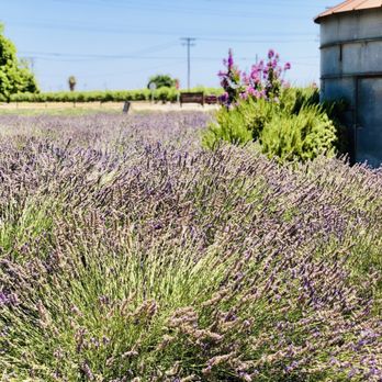 Pageo Lavender Farm - 07/02/2020: Only about 25% of lavender left - Venues & Event Spaces Near Me - Turlock, California Pageo Lavender Farm - 07/02/2020: Only about 25% of lavender left - Venues & Event Spaces Near Me - Turlock, California
