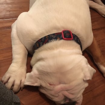 Park Cities Obedience School - He was miserable and two weeks on antibiotics. - Pet Training Near Me - Dallas, Texas Park Cities Obedience School - He was miserable and two weeks on antibiotics. - Pet Training Near Me - Dallas, Texas
