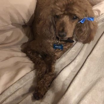 Pet Wash - Bailey! - Pet Groomers Near Me - Calabasas, California