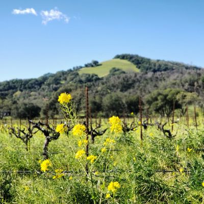 Bartholomew Estate Winery by null