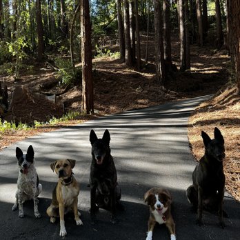 Astral K9 Training - Pack work on property - Pet Training Near Me Astral K9 Training - Pack work on property - Pet Training Near Me