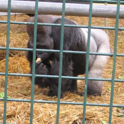 Howletts Wild Animal Park
