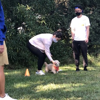 Gimme. Paw - Pet Training Near Me Gimme. Paw - Pet Training Near Me