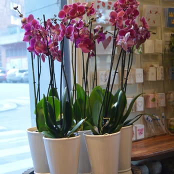 Hellborgs blommor - Okidéer - Florists Near Me - Stockholm, Alberta Hellborgs blommor - Okidéer - Florists Near Me - Stockholm, Alberta