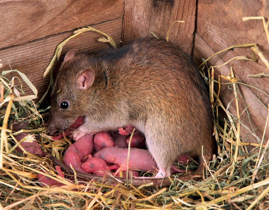 ROCKY MOUNTAIN PEST CONTROL Updated June 2024 Denver, Colorado