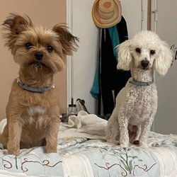 Feeders Pet Supply - Before my 2 pups were groomed.