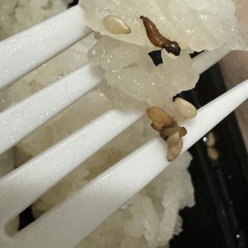 My Thai kitchen - Larvae with mango and sticky rice - Thai Near Me - Los Angeles, California