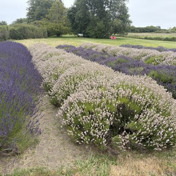 Jardin Du Soleil Lavender - Venues & Event Spaces Near Me - Sequim, Washington