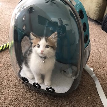 SNAP Spay Neuter Action Project - Bailey - Veterinarians Near Me