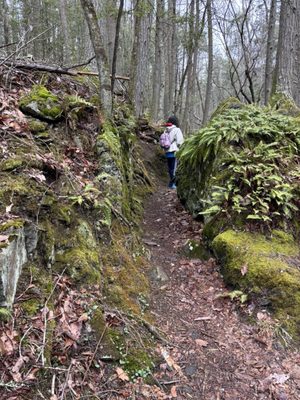 Pachaug State Forest by null