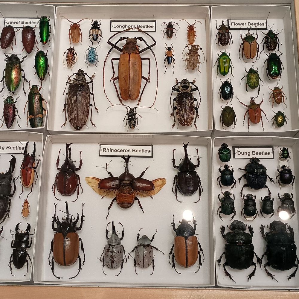 Insectropolis - Children's Museums Near Me - Toms River, New Jersey Insectropolis - Children's Museums Near Me - Toms River, New Jersey