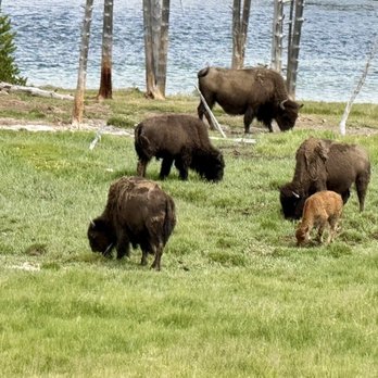 Bison Herd Viewing Area - One of several "red dog" 2-month old calves with this herd - Parks Near Me Bison Herd Viewing Area - One of several "red dog" 2-month old calves with this herd - Parks Near Me
