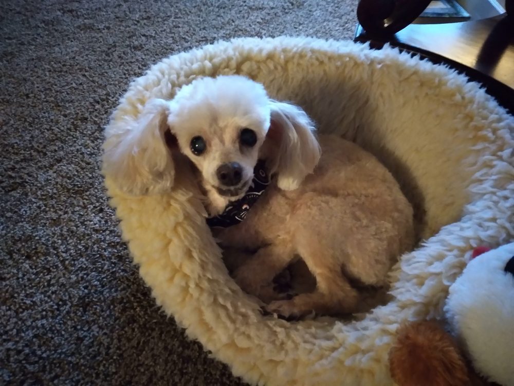 FRANCIS KENNELS 25 Reviews 1984 Lower Bellbrook Rd, Xenia, OH Yelp