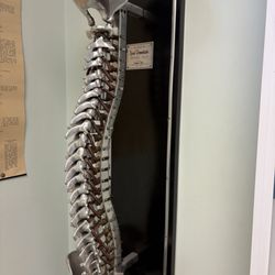 Meadowlands Chiropractic Center P. A - Spinal Demonstrator