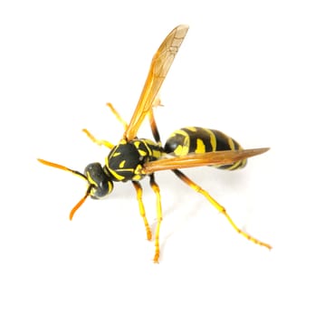 Power Pest Control - Let Power take the STING out of your wasp problem this summer - Pest Control Near Me - Toronto, Ontario Power Pest Control - Let Power take the STING out of your wasp problem this summer - Pest Control Near Me - Toronto, Ontario