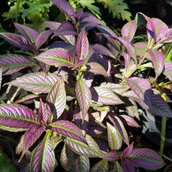 Nu-Turf Lawn & Garden - Beautiful purple coleus - wish we had a place for it