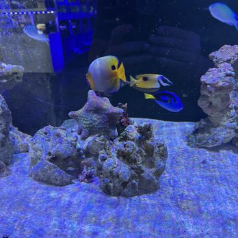 Reef Lounge USA - Aquarium Services Near Me - Anaheim, California Reef Lounge USA - Aquarium Services Near Me - Anaheim, California
