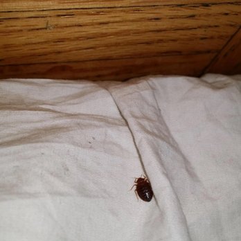 Midway Motel - Bed bugs size of quarter in hotel - Hotels Near Me - Saint Paul, Minnesota Midway Motel - Bed bugs size of quarter in hotel - Hotels Near Me - Saint Paul, Minnesota