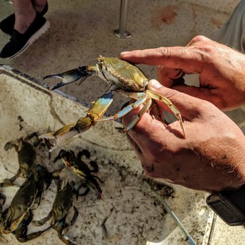 O.C. Bay Hopper - Our captain showed us how to put a crab to sleep. - Boat Tours Near Me - Ocean City, Maryland O.C. Bay Hopper - Our captain showed us how to put a crab to sleep. - Boat Tours Near Me - Ocean City, Maryland