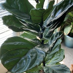 Fiddle leaf fig plant. New baby! Fiddler Fiddle leaf fig plant. New baby! Fiddler