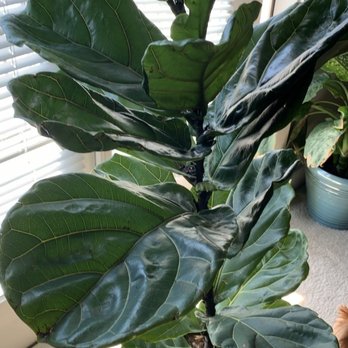 Tall Plants - Fiddle leaf fig plant. New baby! Fiddler - Nurseries & Gardening Near Me - Houston, Texas