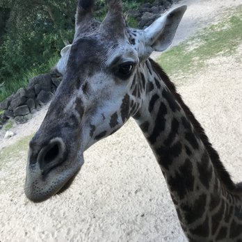 Brevard Zoo - Zoos Near Me - Melbourne, Florida