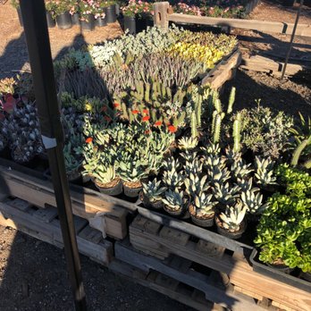 Waterwise Botanicals - Nurseries & Gardening Near Me - Bonsall, California Waterwise Botanicals - Nurseries & Gardening Near Me - Bonsall, California