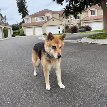 Coat & Collar Grooming - Pet Groomers Near Me