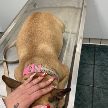 St. Louis Veterinary Clinic - Scared Girl - Veterinarians Near Me - Oakland, California St. Louis Veterinary Clinic - Scared Girl - Veterinarians Near Me - Oakland, California