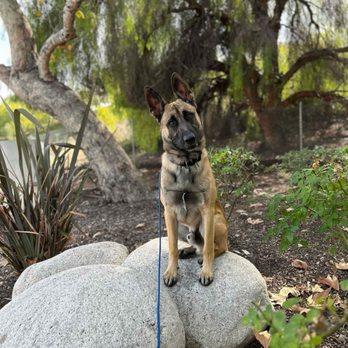 The Goode Dog - Staying in place. - Pet Training Near Me The Goode Dog - Staying in place. - Pet Training Near Me