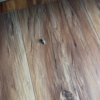 Los Angeles Property Management Group - Cockroach at 4226 Stillwell Ave #7 - Property Management Near Me - Studio City, California Los Angeles Property Management Group - Cockroach at 4226 Stillwell Ave #7 - Property Management Near Me - Studio City, California