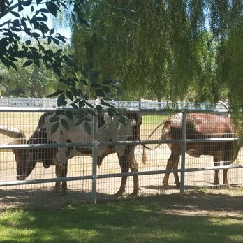 Best Coast Temecula Wine Tours - Long horn bulls! - Wine Tours Near Me - Temecula, California Best Coast Temecula Wine Tours - Long horn bulls! - Wine Tours Near Me - Temecula, California