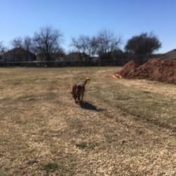 Timberglen Park - Temporary tip for #dog owners: doggie can run around inside the enclosed baseball field while the field is undergoing construction