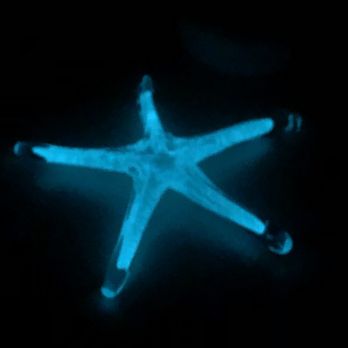 Luke Adams Glass - So excited to have found a glow in the dark Starfish! - Art Galleries Near Me - Norwood, Massachusetts