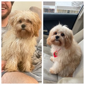 The Dog Salon - Before and after of our sweet pup! - Pet Groomers Near Me - Charlotte, North Carolina