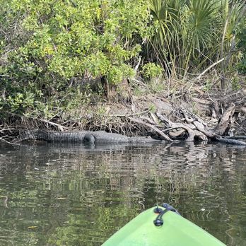 Cocoa Kayaking - Alligator - Rafting/Kayaking Near Me - Cocoa Beach, Florida Cocoa Kayaking - Alligator - Rafting/Kayaking Near Me - Cocoa Beach, Florida