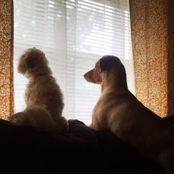 Madison-Ridgeland Animal Hospital - My sweet dogs while they were recovering from being spayed and neutered. They didn't even act like they had had surgery!