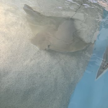 Manatee Viewing Center - Zoos Near Me - Apollo Beach, Florida