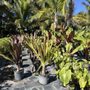 Photo of Plasencia Nursery