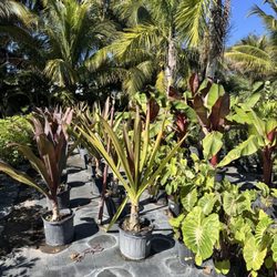 Plasencia Nursery
