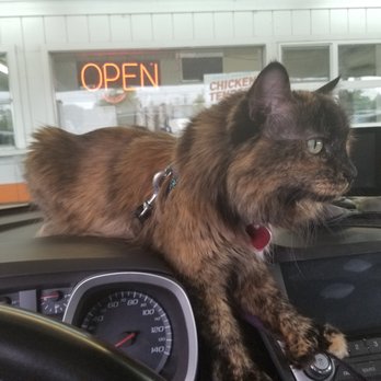 A&W Restaurant - Cat friendly - Burgers Near Me - Florence, Oregon