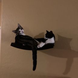 Kittens Gus & Woodrow Kittens Gus & Woodrow