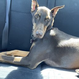 Waiting in the car for the Vet! Waiting in the car for the Vet!
