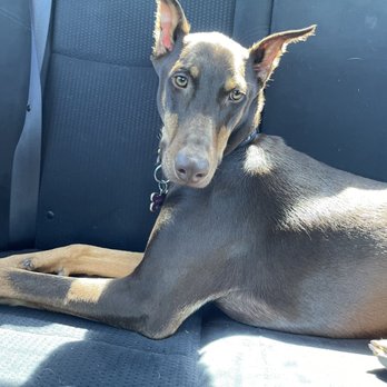 Continental Ranch Pet Clinic - Waiting in the car for the Vet! - Veterinarians Near Me - Tucson, Arizona Continental Ranch Pet Clinic - Waiting in the car for the Vet! - Veterinarians Near Me - Tucson, Arizona