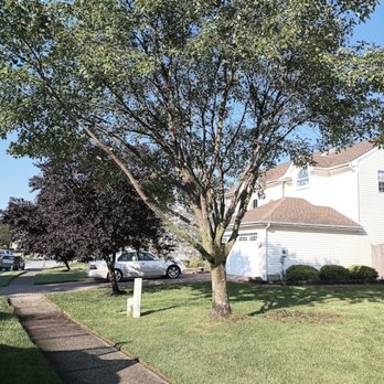 Trim It Up Tree & Landscape Design - Tree Services Near Me Trim It Up Tree & Landscape Design - Tree Services Near Me