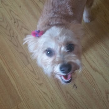The Rolling Spaw - Pet Groomers Near Me