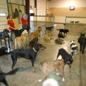 Camp Bow Wow - Indoor Play Yards 2 and 3 - Pet Sitting Near Me - Hilliard, Ohio Camp Bow Wow - Indoor Play Yards 2 and 3 - Pet Sitting Near Me - Hilliard, Ohio